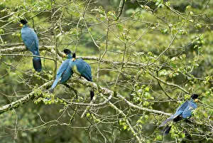 Turacos: Great Blue Turaco