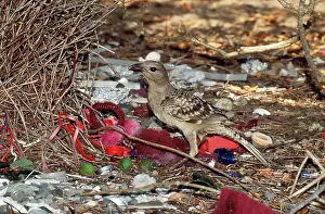 Bowers: Great BOWERBIRD
