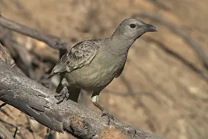 Bowerbirds: Great Bowerbird