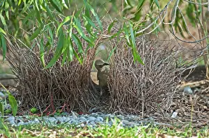 Bowerbird: Great Bowerbird