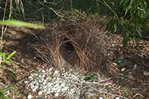 Bowerbird: Great Bowerbird