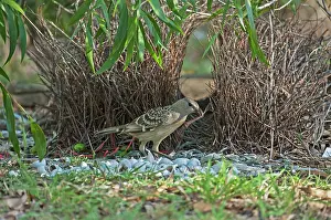 Bowerbird: Great Bowerbird