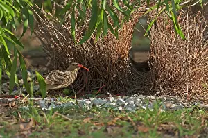 Bowerbird: Great Bowerbird