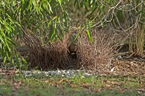 Bowerbird: Great Bowerbird