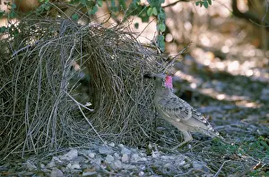 Bowerbird: Great Bowerbird (Chlamydera nuchalis)