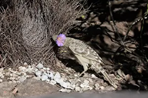 Bowers: Great Bowerbird - Displaying at a bower near Little