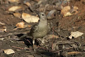 Bowerbirds: Great Bowerbird - Drinking at a remnant pool in