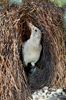 Bowers: Great Bowerbird - male Bowerbird embellishing its