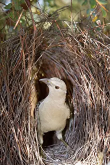 Bowers: Great Bowerbird - male Bowerbird standing inside