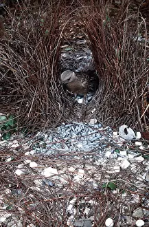 Bowerbird: GREAT BOWERBIRD - male replacing twig in bower