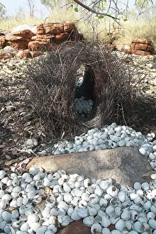 Bowers: Great Bowerbird's bower - This bower was placed