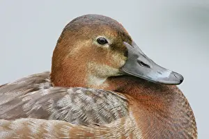 Morris: Great Britain, London. Close-up of pochard