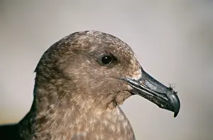 Skuas: Great / Brown SKUA - head, side view