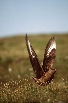 Skua: Great / Brown / Southern Skua - Aggressive display