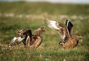 Chasing: Great / Brown / Southern Skua - Aggressive display