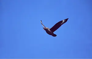 Skua: Great / Brown / Southern Skua - Calling in flight