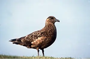 Skua: Great / Brown / Southern Skua - Shetlands, UK