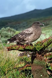 Skuas: Great / Brown / Southern Skua - (Subantarctic)