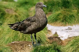 Skuas: Great / Brown / Southern Skua - (Subantarctic)