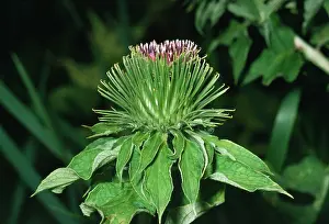Arctium: Great BURDOCK - in flower