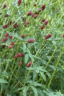 Sanguisorba: Great burnet