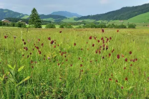 Sanguisorba: Great Burnet highmoor Rothenthurm