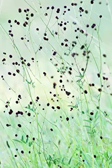 Stalks: Great Burnet - stalks and flower heads