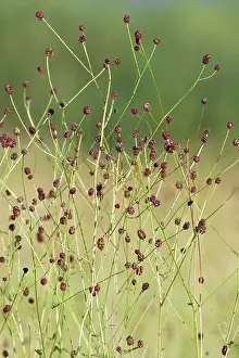 Stalks: Great Burnet - stalks and flower heads