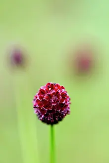 Sanguisorba: Great Burnet - Summer