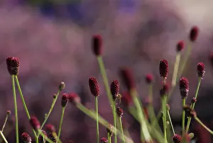 Sanguisorba: Great Burnett