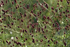 Sanguisorba: Great Burnett