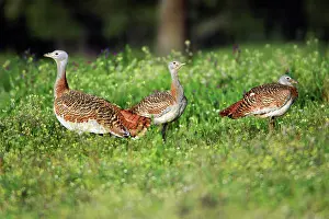Otis: Great Bustard - 3 females on meadow