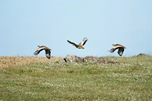 Tarda: Great Bustard - 3 in flght