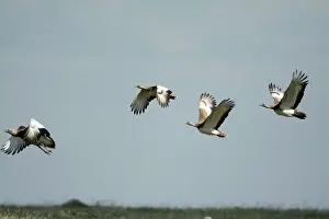 Tarda: Great Bustard - 4 in flght