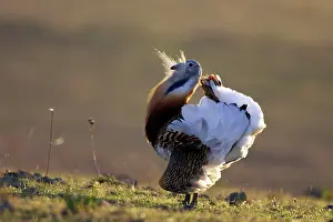 Otis: Great Bustard