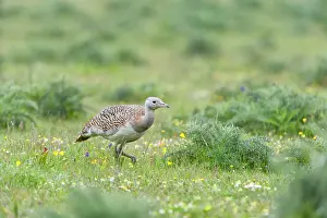 Otis: Great Bustard