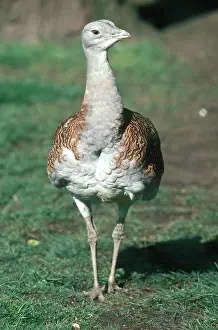 Otis: Great Bustard