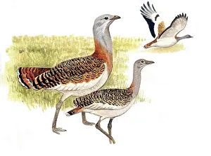 Bustard: Great Bustard