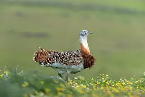 Guadalupe: Great Bustard