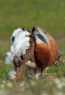 Lekking: Great Bustard