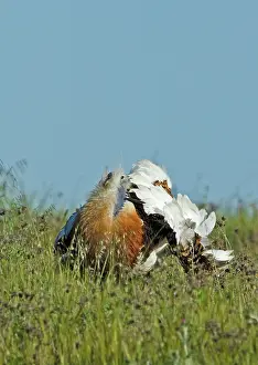 Lekking: Great Bustard