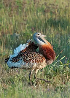 Lekking: Great Bustard