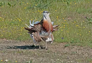Lekking: Great Bustard