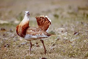 Displays: GREAT BUSTARD - close-up