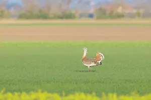 Europa: Great Bustard cock