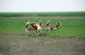 Leks: Great Bustard - three displaying