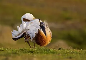 Otis: Great Bustard - displaying late evening on Spanish Steppe