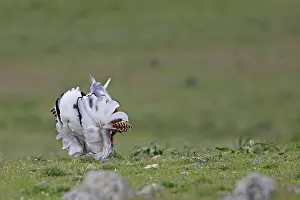 Backview: Great Bustard displaying male