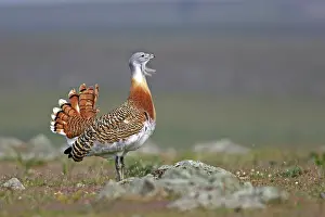 Tarda: Great Bustard displaying male