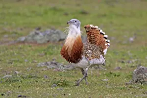 Tarda: Great Bustard displaying male